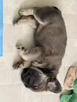 READY NOW FLUFFY FRENCHIE, a female French Bulldog for sale in Plano, IL – 3 of 5