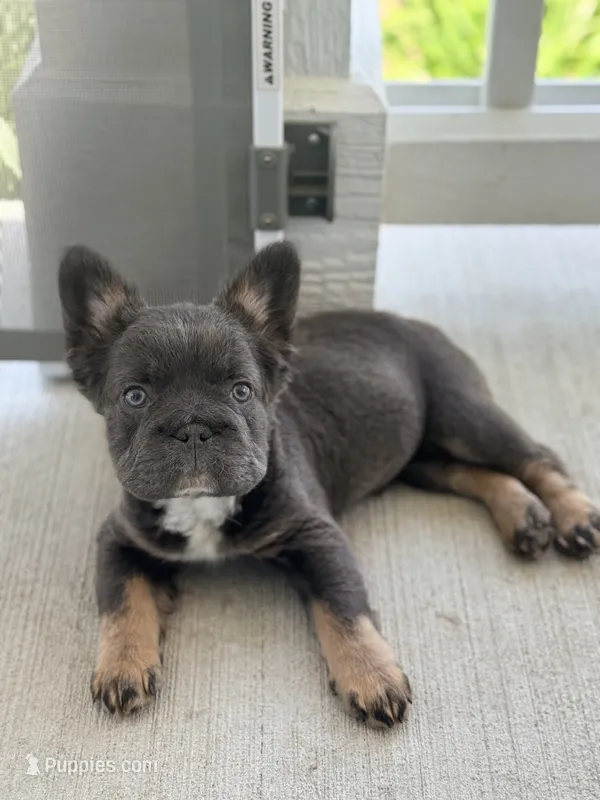 READY NOW fluffy frenchie – French Bulldog puppy for sale in Plano, IL