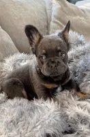 ziggy fluffy frenchie, a male French Bulldog for sale in Plano, IL – 1 of 8