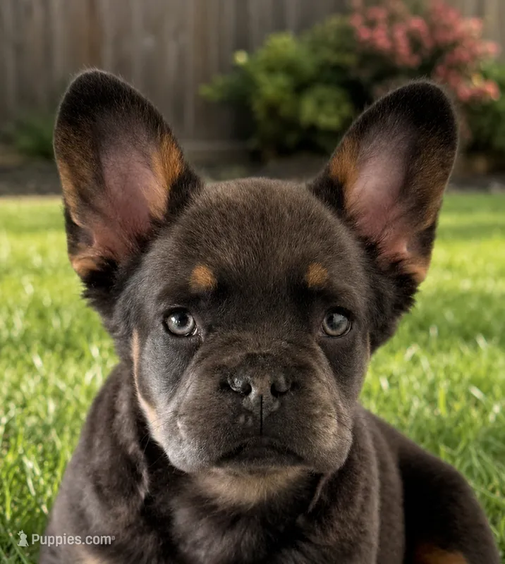 READY NOW fluffy frenchie – French Bulldog puppy for sale in Plano, IL
