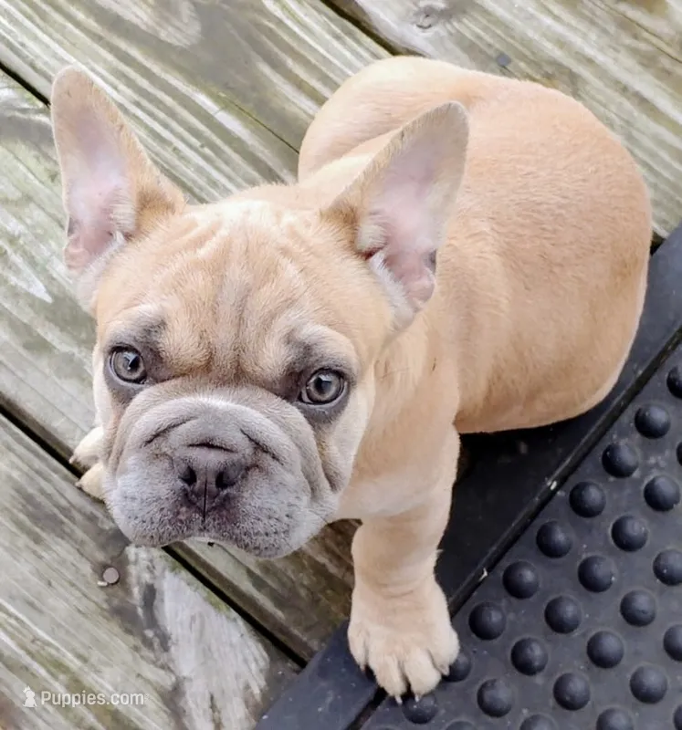 needs a name READY NOW – French Bulldog puppy for sale in Plano, IL