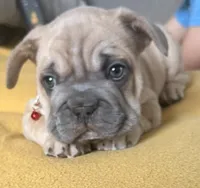 needs a name READY NOW, a male French Bulldog for sale in Plano, IL – 3 of 10