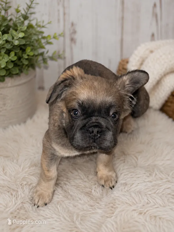 READY NOW FLUFFY FRENCHIE – French Bulldog puppy for sale in Plano, IL