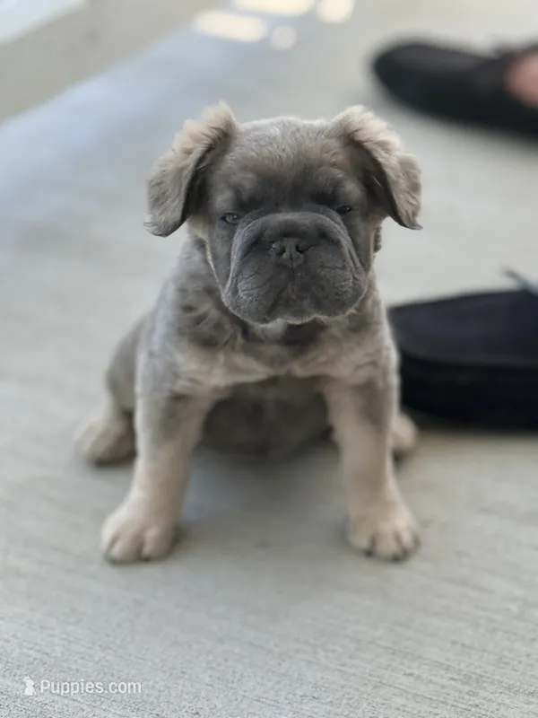 READY NOW FLUFFY FRENCHIE – French Bulldog puppy for sale in Plano, IL