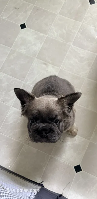 READY NOW FLUFFY FRENCHIE – French Bulldog puppy for sale in Plano, IL