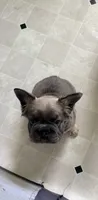 READY NOW FLUFFY FRENCHIE, a female French Bulldog for sale in Plano, IL – 1 of 5