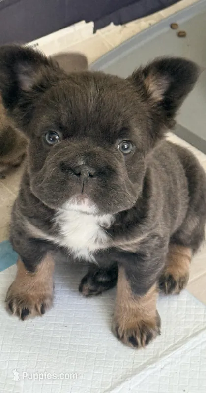Mini  – French Bulldog puppy for sale in Plano, IL