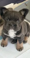Mini fluffy frenchie, a female French Bulldog for sale in Plano, IL – 2 of 8
