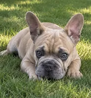 needs a name READY NOW, a male French Bulldog for sale in Plano, IL – 8 of 10