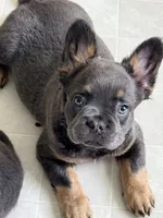 READY NOW fluffy frenchie, a male French Bulldog for sale in Plano, IL – 1 of 9
