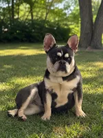 needs a name READY NOW, a male French Bulldog for sale in Plano, IL – 5 of 10