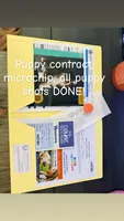 READY NOW FLUFFY FRENCHIE, a female French Bulldog for sale in Plano, IL – 4 of 5