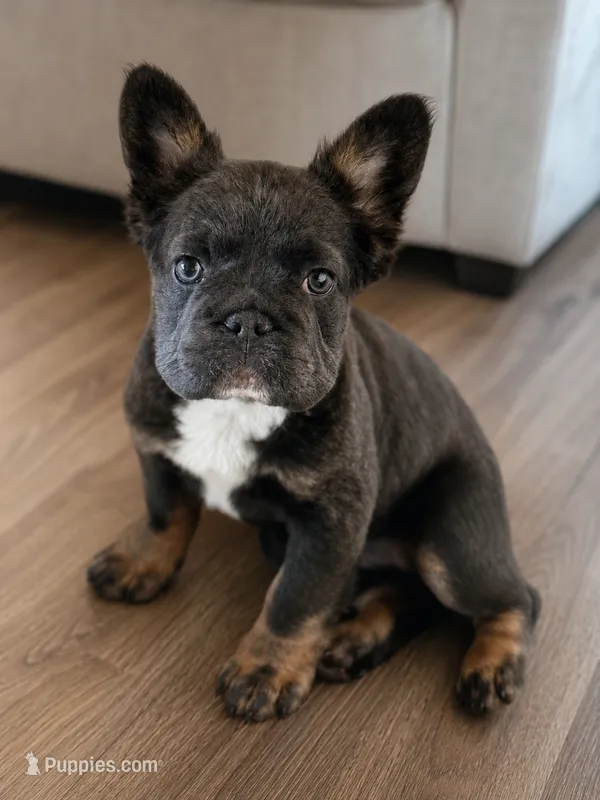READY NOW fluffy frenchie – French Bulldog puppy for sale in Plano, IL