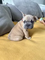 needs a name READY NOW, a male French Bulldog for sale in Plano, IL – 4 of 10
