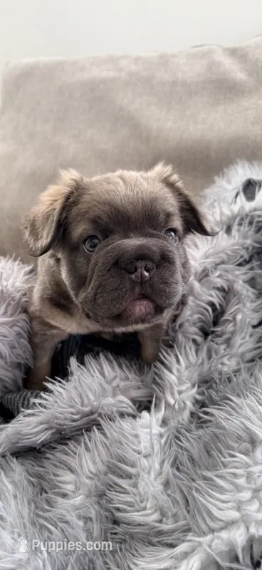 READY NOW FLUFFY FRENCHIE – French Bulldog puppy for sale in Plano, IL