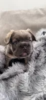 READY NOW FLUFFY FRENCHIE, a female French Bulldog for sale in Plano, IL – 2 of 5