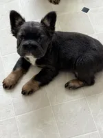 READY NOW fluffy frenchie, a female French Bulldog for sale in Plano, IL – 2 of 9