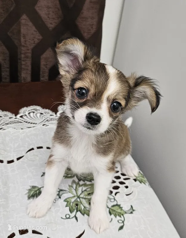 Rowdy – Chihuahua puppy for sale in Mc Kenzie, TN