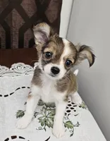 Rowdy, a male Chihuahua for sale in Mc Kenzie, TN – 1 of 3