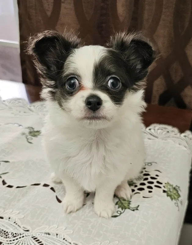 Pudge – Chihuahua puppy for sale in Mc Kenzie, TN