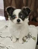 Pudge, a male Chihuahua for sale in Mc Kenzie, TN – 1 of 3