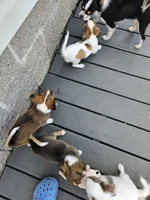 Rowdy, a male Chihuahua for sale in Paris, TN – 4 of 10
