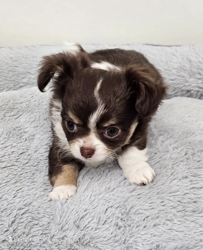 Maleficent  – Chihuahua puppy for sale in Springville, TN