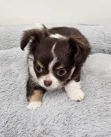 Maleficent , a female Chihuahua for sale in Springville, TN – 1 of 6