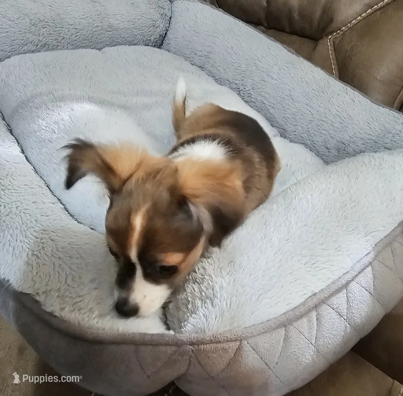 Rowdy – Chihuahua puppy for sale in Mc Kenzie, TN