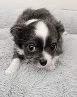 Jafar, a male Chihuahua for sale in Springville, TN – 2 of 6