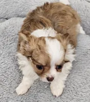 Simba, a male Chihuahua for sale in Springville, TN – 2 of 6