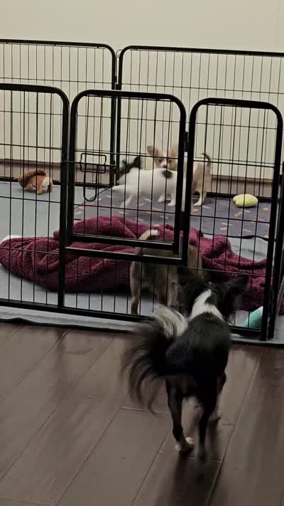 Molly, a female Chihuahua for sale in Paris, TN – 9 of 9