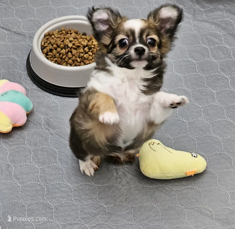 Remington  – Chihuahua puppy for sale in Springville, TN