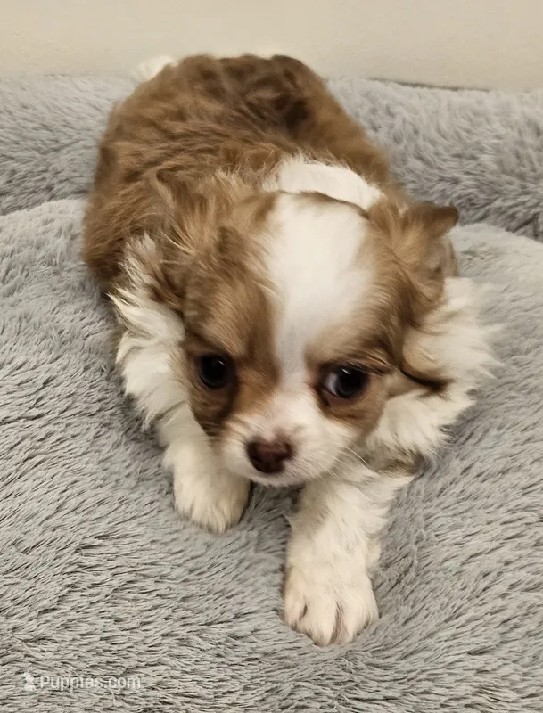 Simba – Chihuahua puppy for sale in Springville, TN
