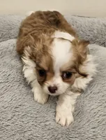 Simba, a male Chihuahua for sale in Springville, TN – 1 of 6