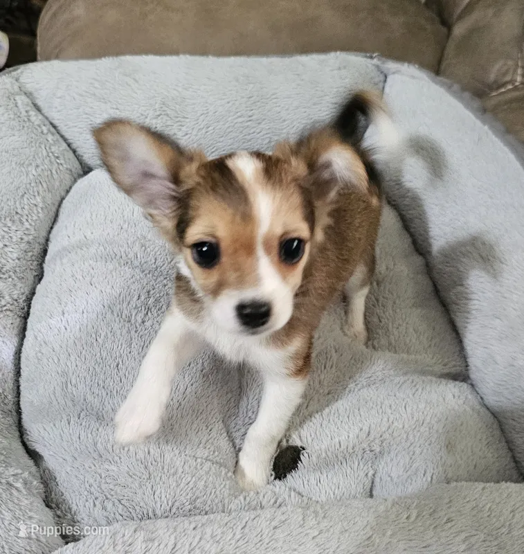Ruckus – Chihuahua puppy for sale in Mc Kenzie, TN
