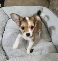 Ruckus, a male Chihuahua for sale in Paris, TN – 1 of 10