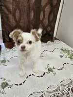 Gizmo , a male Chihuahua for sale in Mc Kenzie, TN – 2 of 3