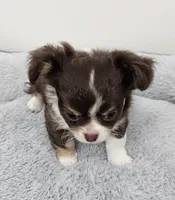 Maleficent , a female Chihuahua for sale in Springville, TN – 2 of 6