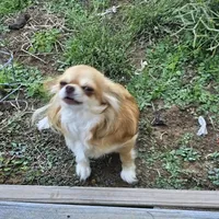 Chocolate Chip , a female Chihuahua for sale in Mc Kenzie, TN – Photo 6 of 7