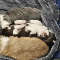 Chocolate Chip , a female Chihuahua for sale in Mc Kenzie, TN – Photo 2 of 7