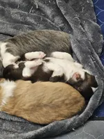 Chocolate Chip , a female Chihuahua for sale in Mc Kenzie, TN – Photo 5 of 6