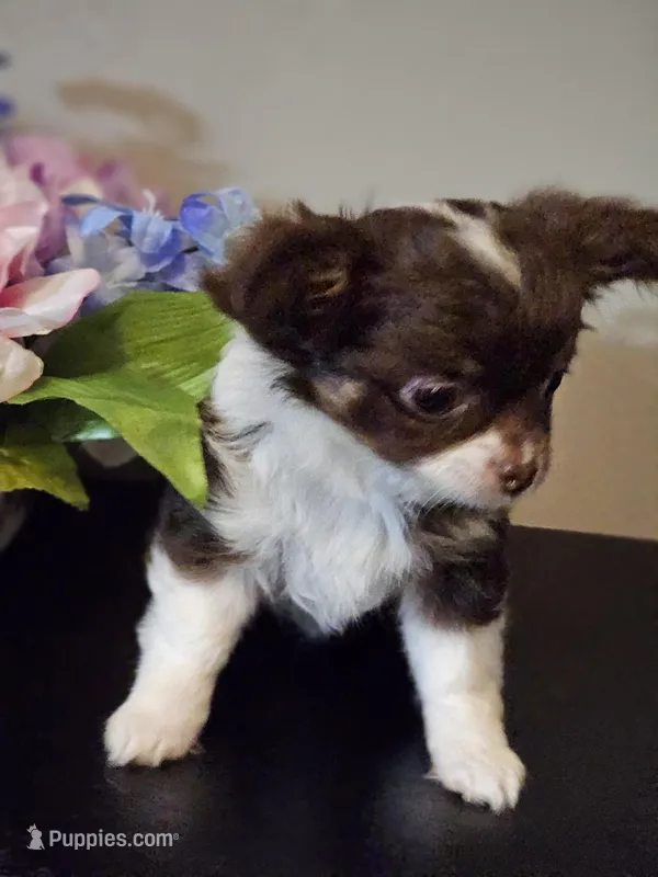 Chocolate Chip  – Chihuahua puppy for sale in Mc Kenzie, TN