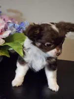 Chocolate Chip , a female Chihuahua for sale in Mc Kenzie, TN – Photo 1 of 7