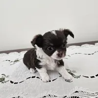 Chocolate Chip , a female Chihuahua for sale in Mc Kenzie, TN – Photo 3 of 7