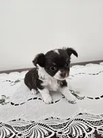 Chocolate Chip , a female Chihuahua for sale in Mc Kenzie, TN – Photo 1 of 6