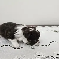 Chocolate Chip , a female Chihuahua for sale in Mc Kenzie, TN – Photo 4 of 7