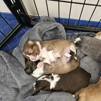 Toby, a male Chihuahua for sale in Mc Kenzie, TN – Photo 7 of 7