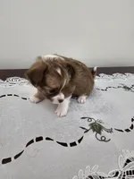 Toby, a male Chihuahua for sale in Mc Kenzie, TN – Photo 2 of 6