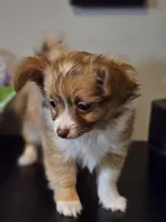 Toby, a male Chihuahua for sale in Mc Kenzie, TN – Photo 1 of 7